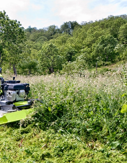 CL 75